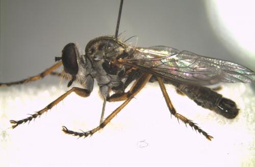 Neomochtherus pallipes
